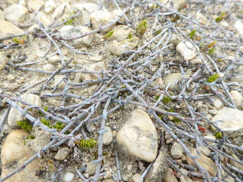 Image of Muehlenbeckia ephedroides Hook. fil.