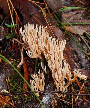 Ramaria filicicola (S. G. M. Fawc.) Corner 1950 resmi