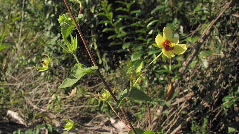 Image of swampmallow