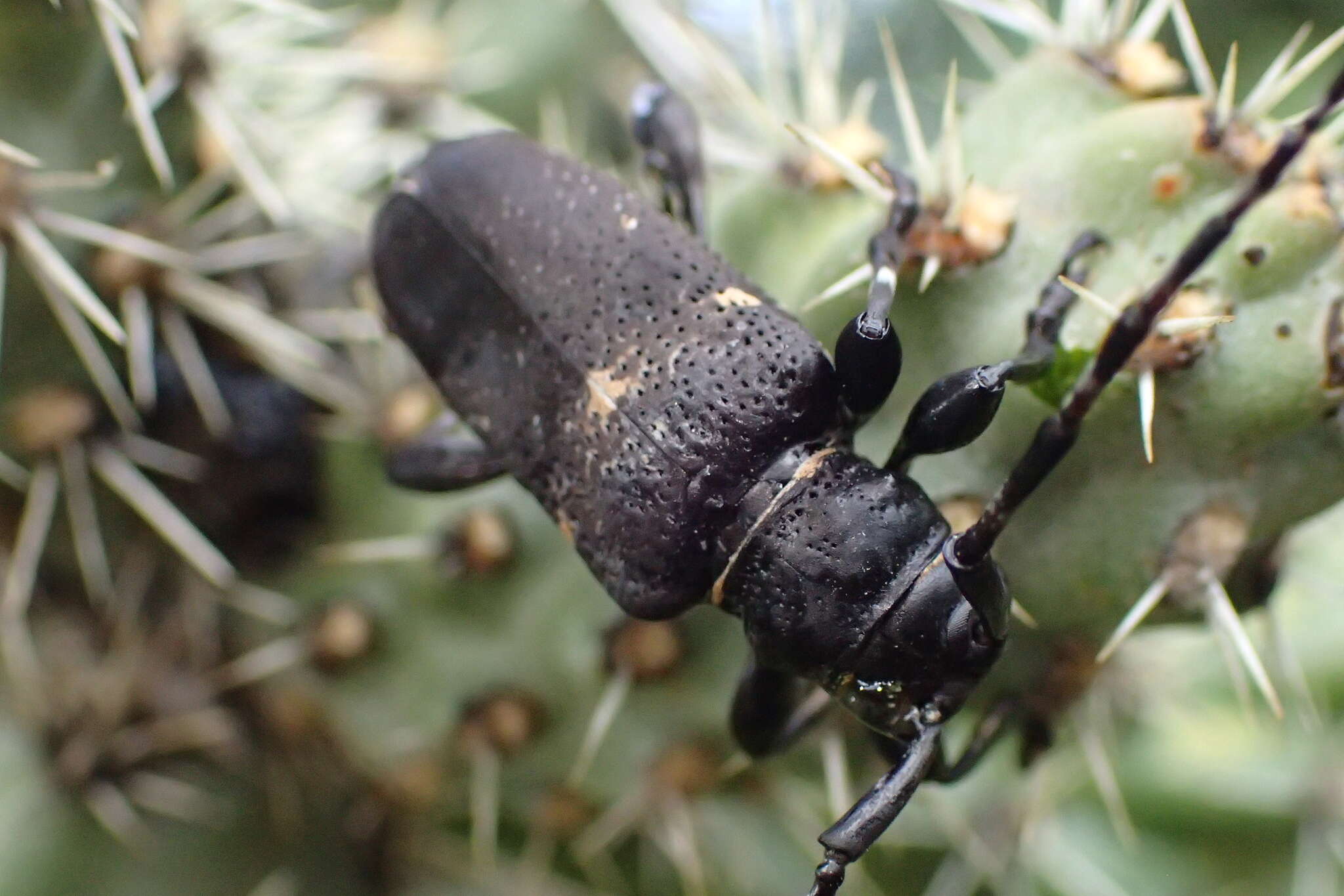 Image of Coenopoeus