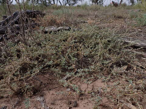 Image of Atriplex pumilio R. Br.