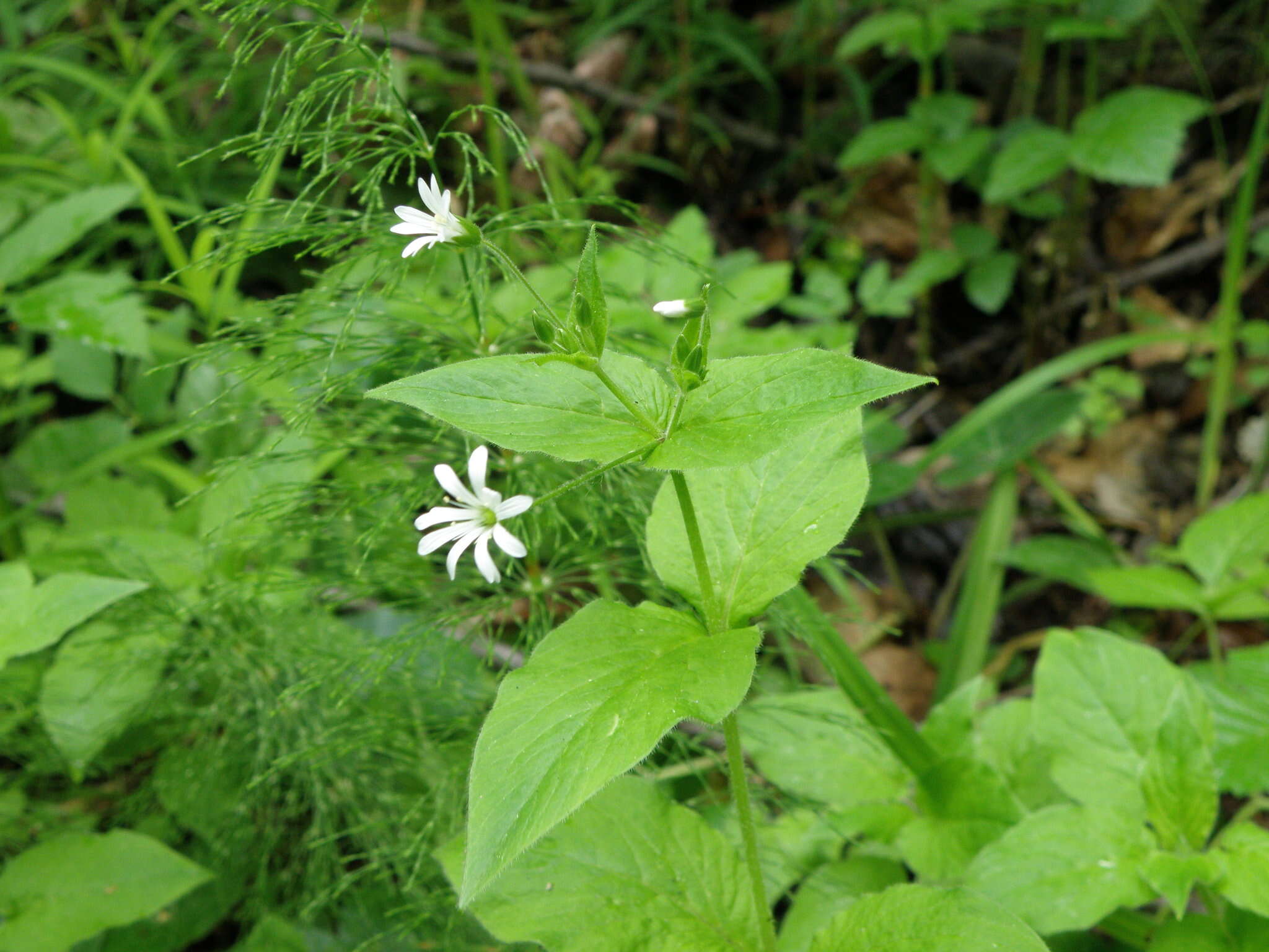 Image de stellaire des bois