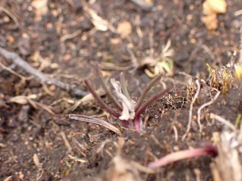 Imagem de Lysipomia multiflora McVaugh