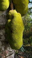 Image of jackfruit