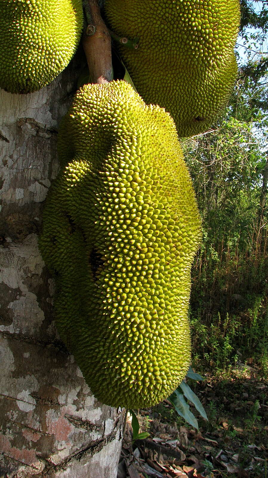 Image of jackfruit