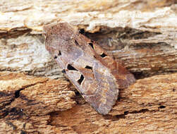 Orthosia gothica Linnaeus 1758 resmi