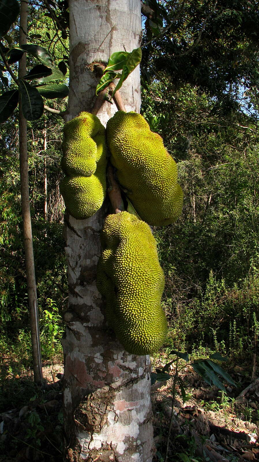 Image of jackfruit