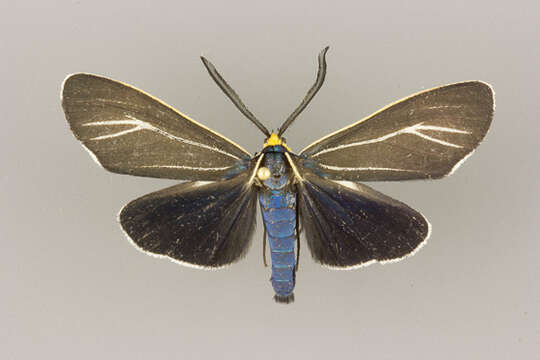 Image of Ctenucha cressonana Grote 1863