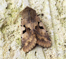 Orthosia gothica Linnaeus 1758 resmi