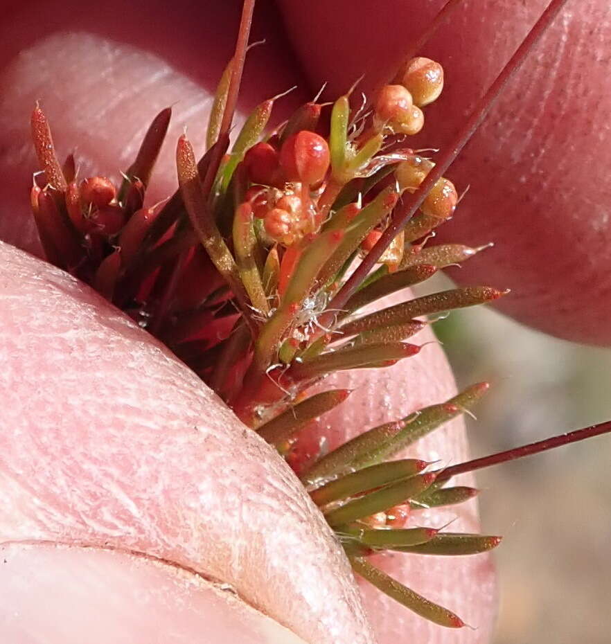 Image of Pharnaceum ciliare Adamson