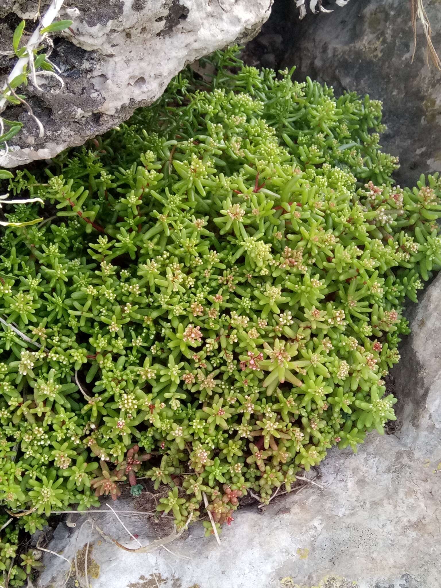 Image of Sedum caeruleum L.