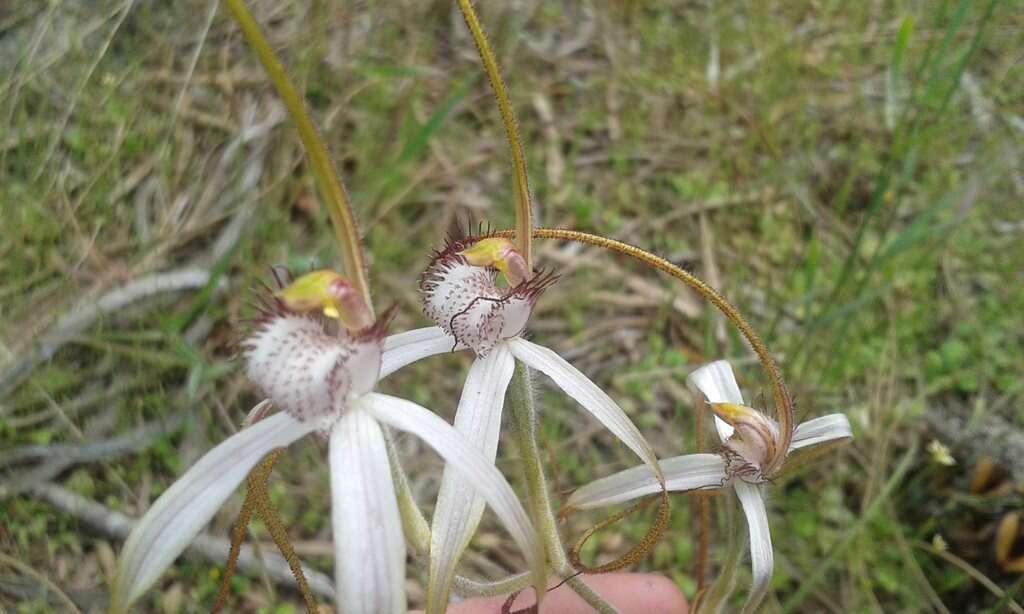 Image of Caladenia splendens Hopper & A. P. Br.