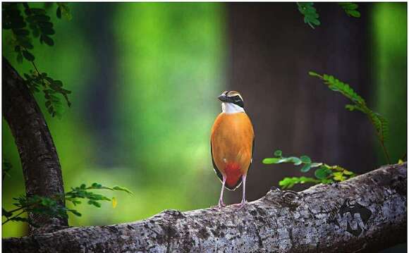 Image of Indian Pitta