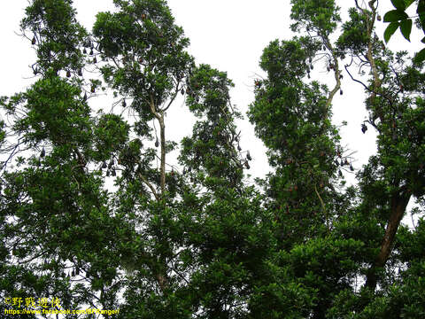 Image of Indian Flying Fox