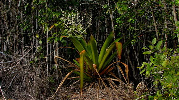 Image of Bromeliad