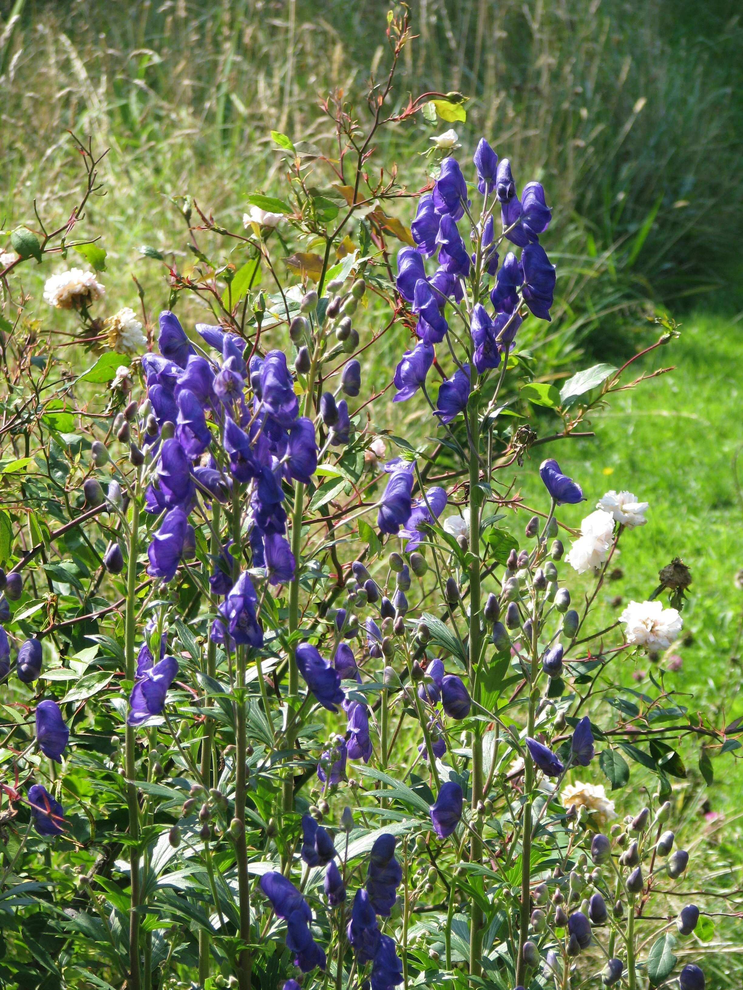 Image of Carmichael's monkshood