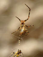 Image of Theridion zantholabio Urquhart 1886