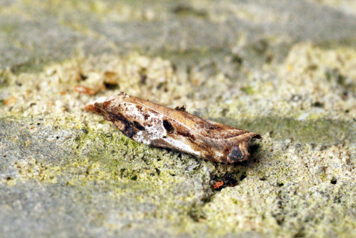 Image of Acleris cristana Denis & Schiffermüller 1775