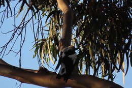 Image of Gymnorhina tibicen hypoleuca (Gould 1837)