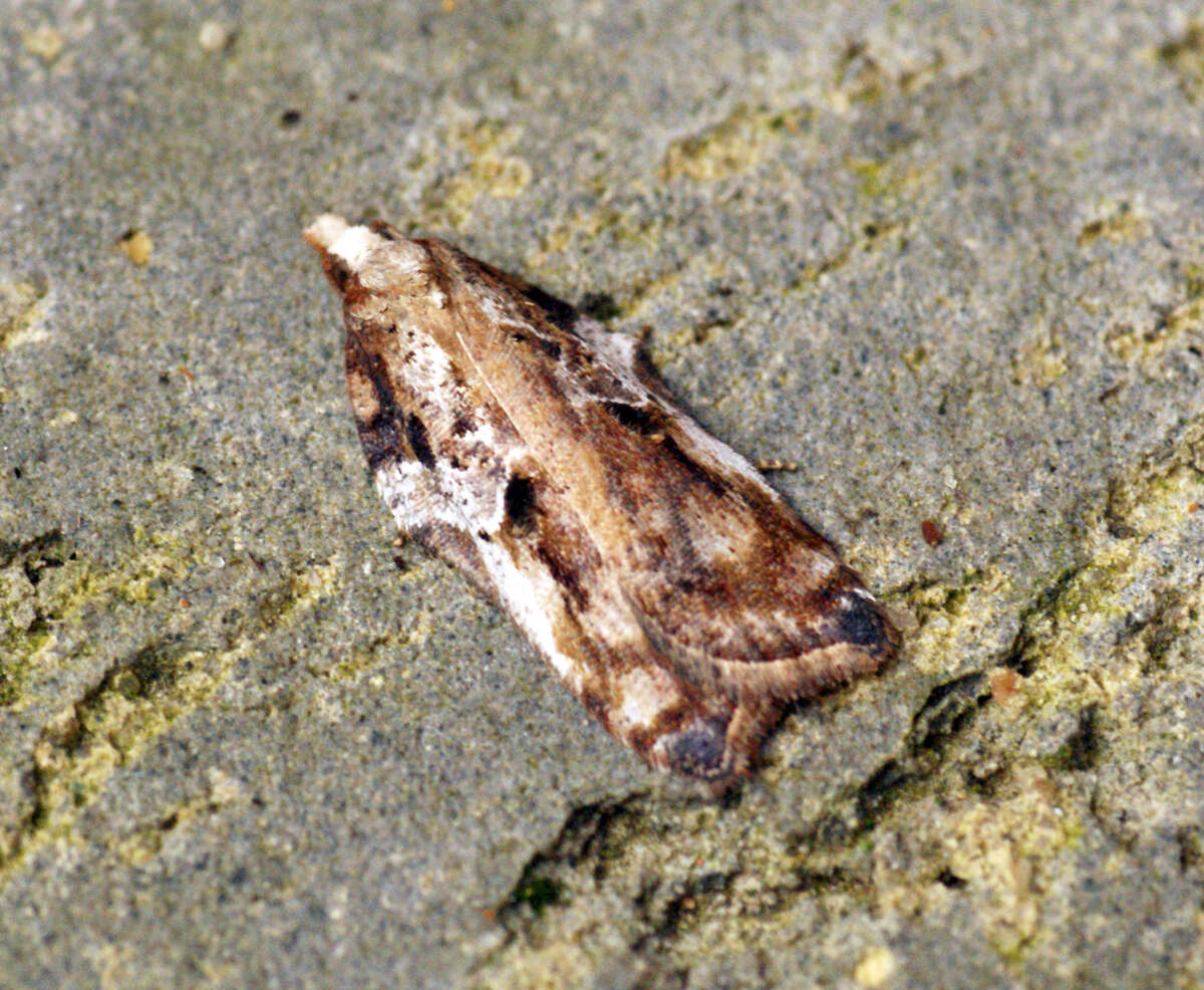 Image of Acleris cristana Denis & Schiffermüller 1775