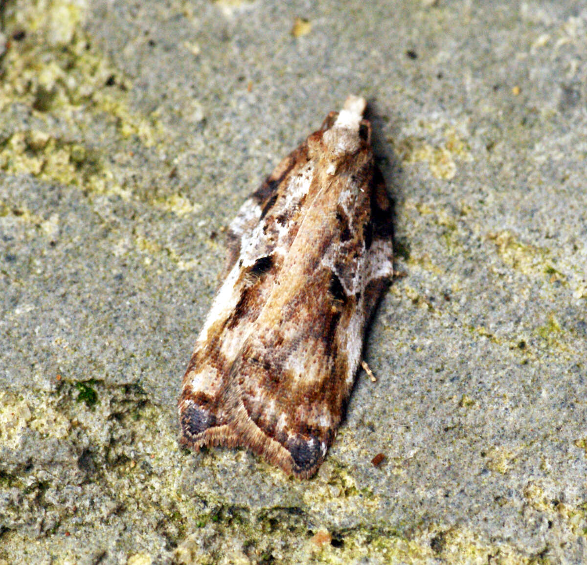 Image of Acleris cristana Denis & Schiffermüller 1775