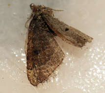 Image of early moth