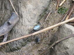 Image of Atlantic Marsh Fiddler Crab