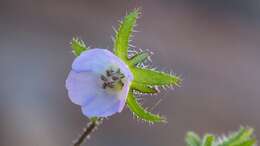 صورة Pholistoma auritum var. arizonicum (M. E. Jones) Constance