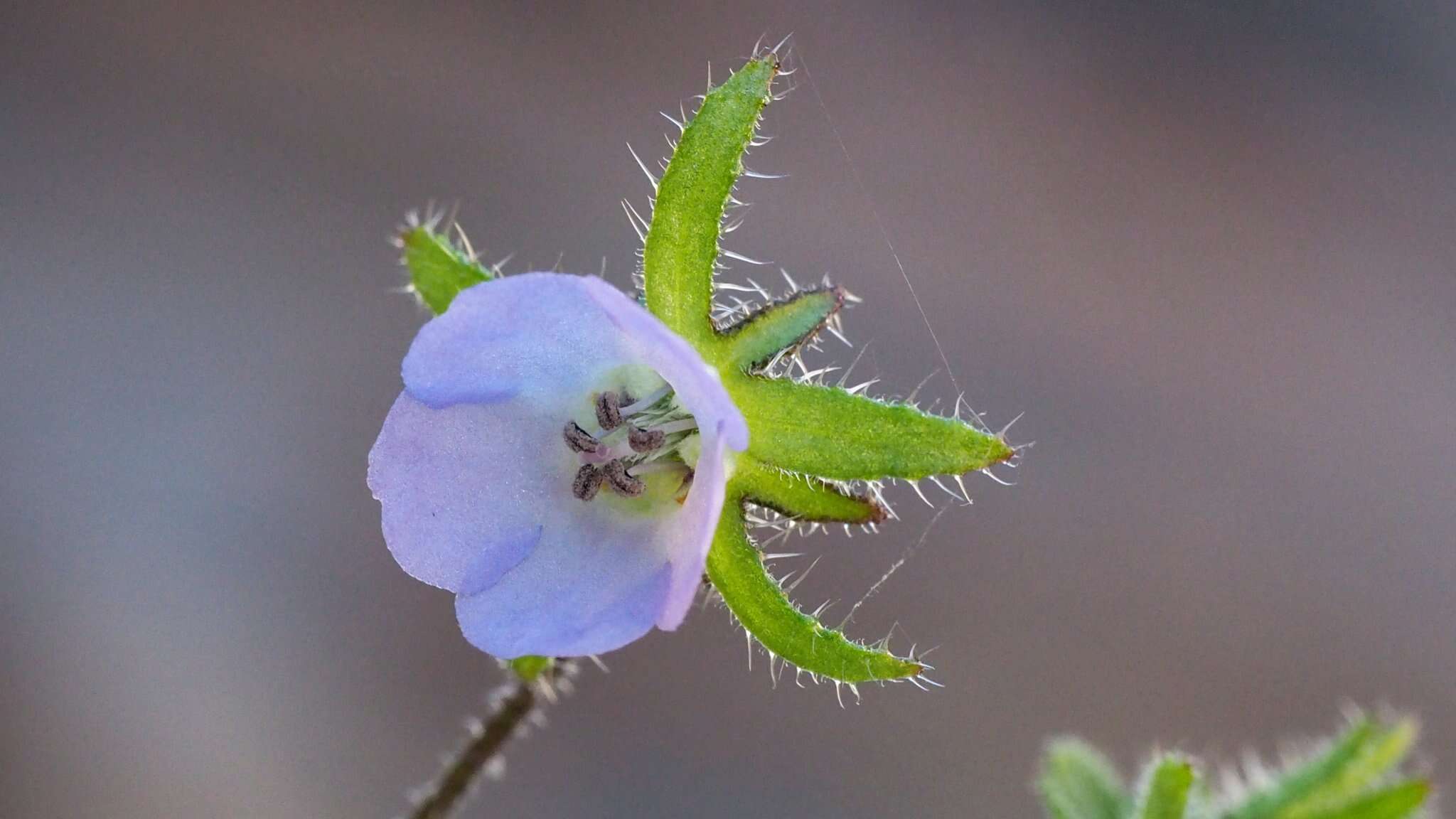 Image of Arizona fiestaflower