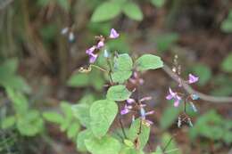 Plancia ëd Desmodium pringlei S. Watson