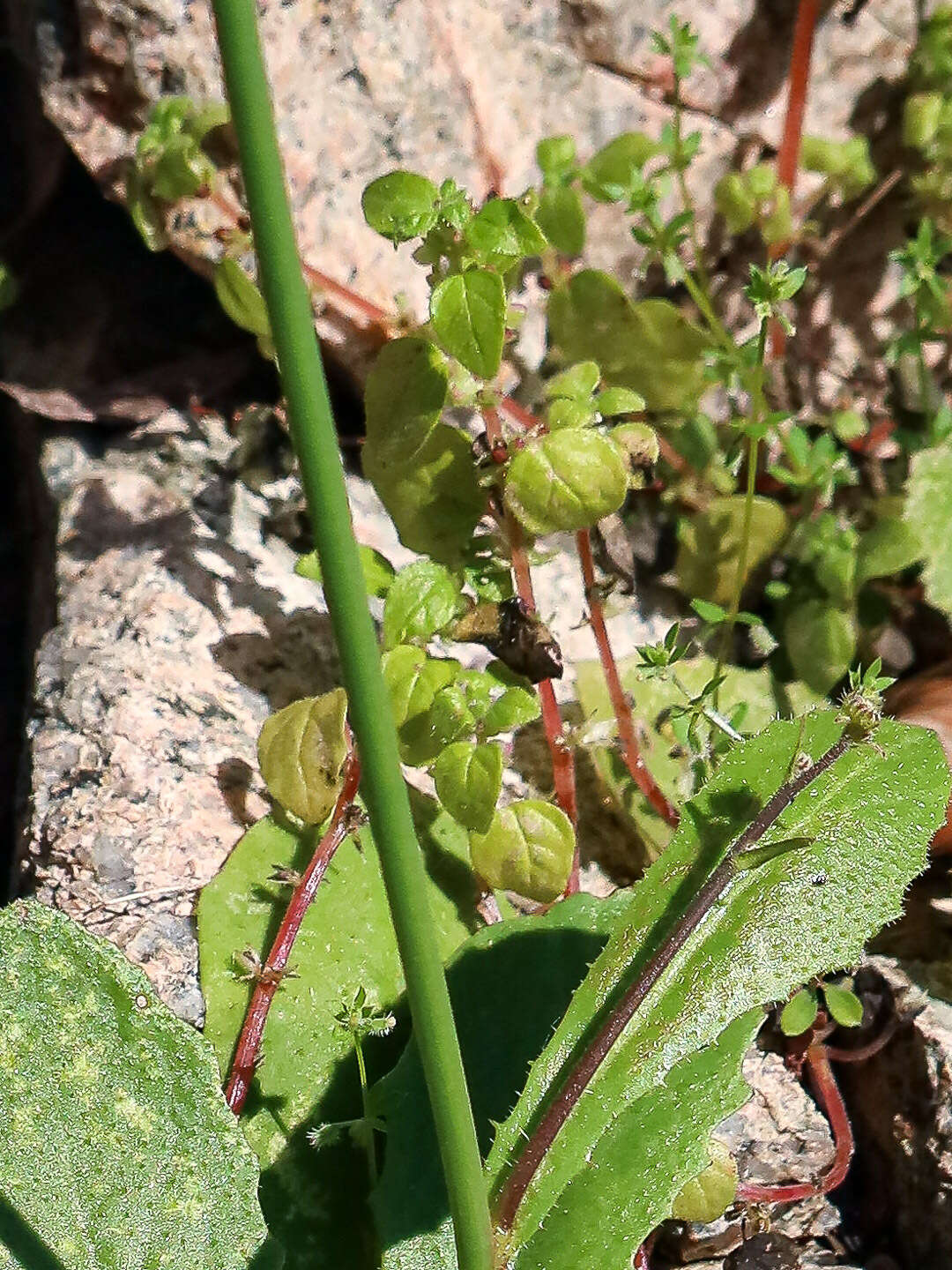 Image of Parietaria lusitanica L.