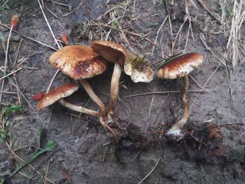 Pholiota elegans Jacobsson 1991 resmi