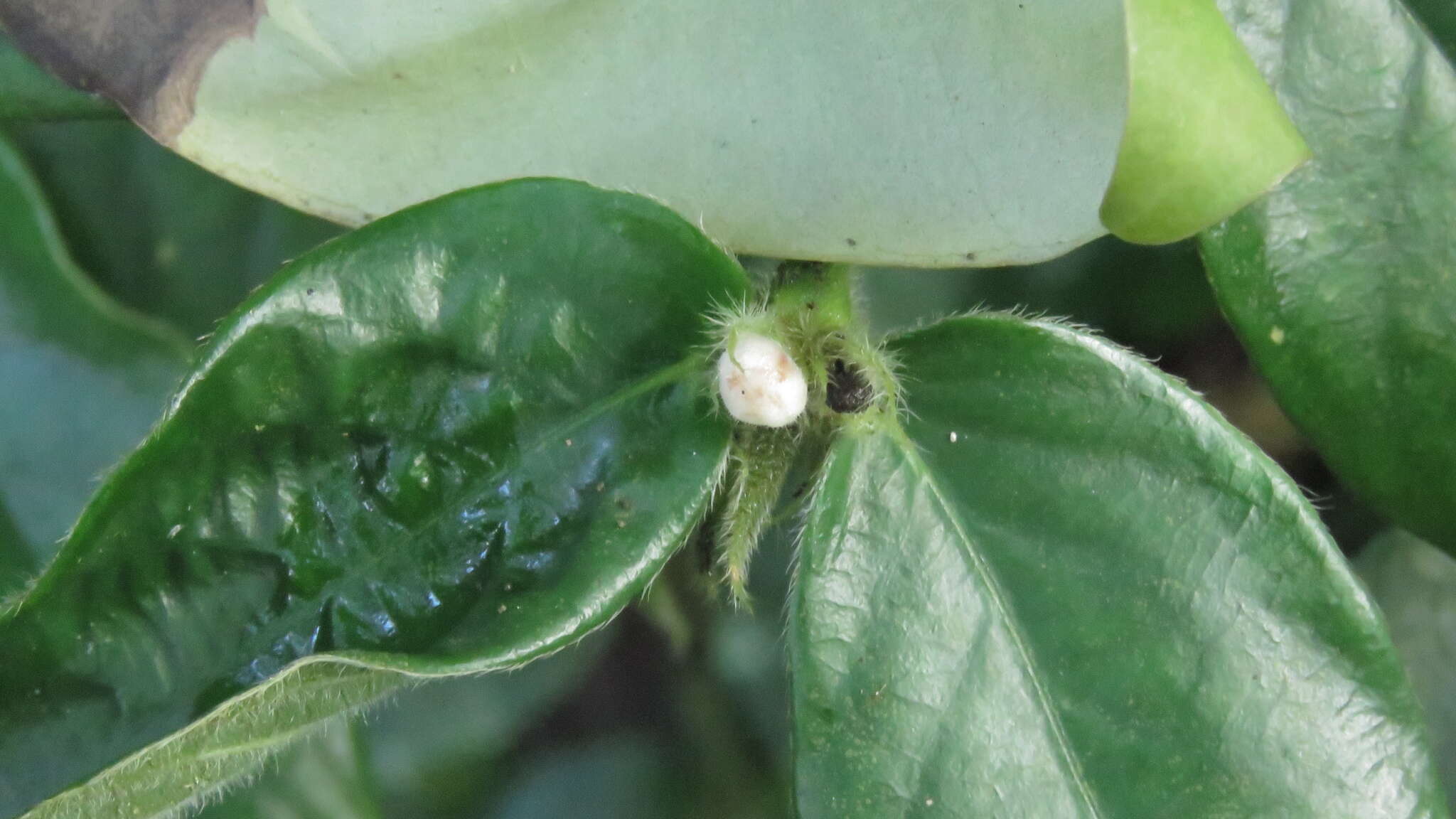 Image of Lasianthus attenuatus var. attenuatus