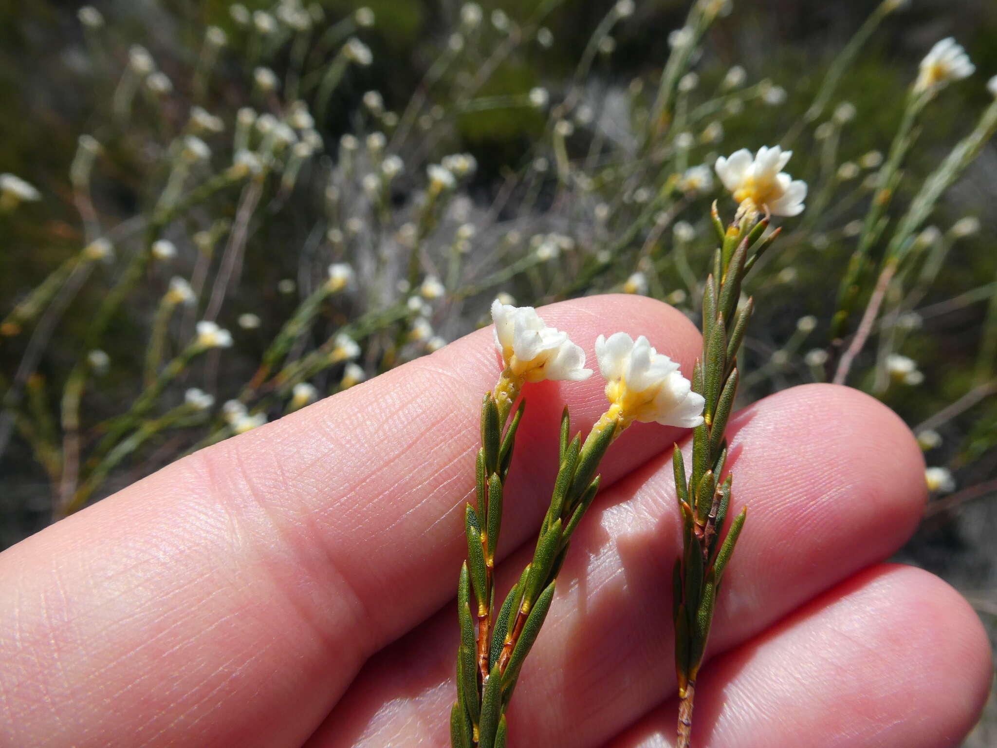 Image of Lachnaea capitata (L.) Cr.