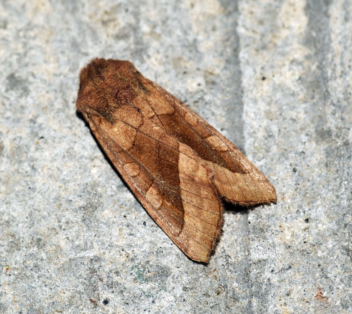 Image of rosy rustic