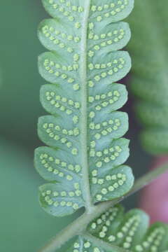 Image of Goniopteris tetragona (Sw.) C. Presl