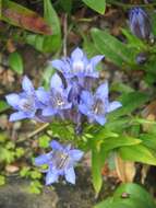 Image of crested gentian