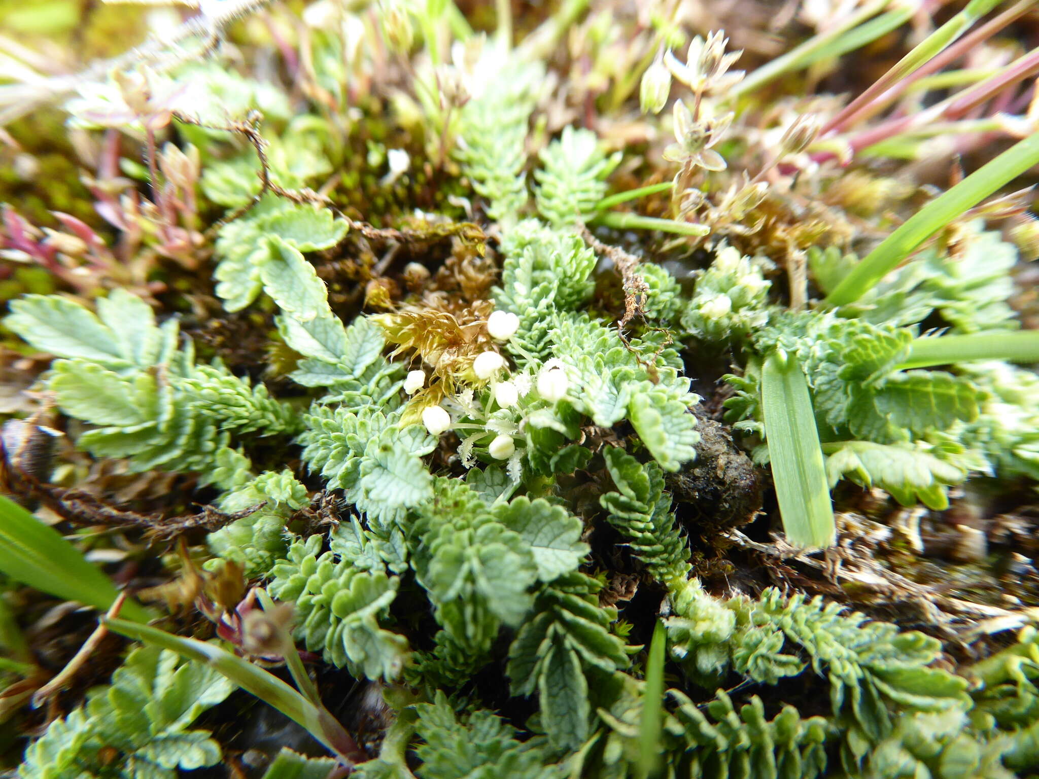 Image of Acaena buchananii Hook. fil.