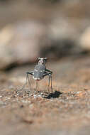 Plancia ëd Cicindela (Cicindelidia) rufiventris rufiventris Dejean 1825