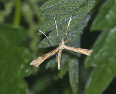 Gillmeria ochrodactyla (Denis & Schiffermüller 1775) resmi