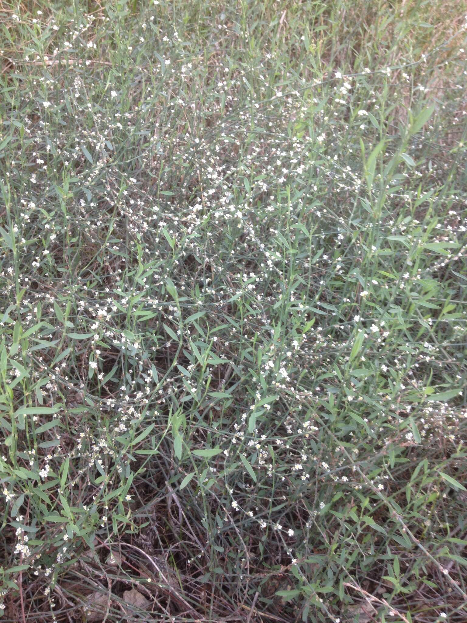 Image of Horsetail Knotweed