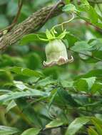 Codonopsis lanceolata (Siebold & Zucc.) Benth. & Hook. fil. ex Trautv. resmi