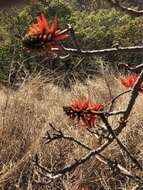 Image of Common Coral tree