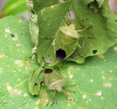 Image of Green shield bug