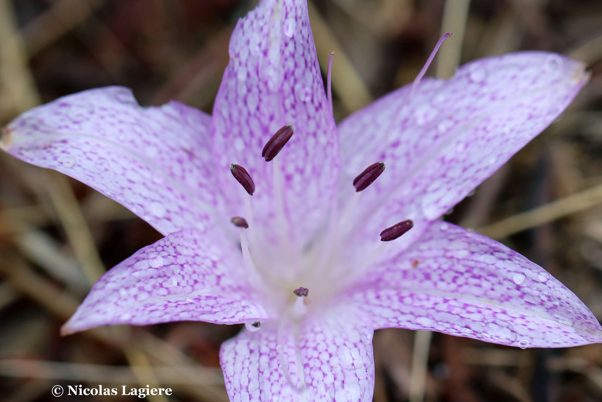 Imagem de Colchicum variegatum L.