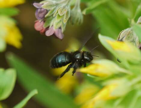 Image of Xylocopa iris (Christ 1791)