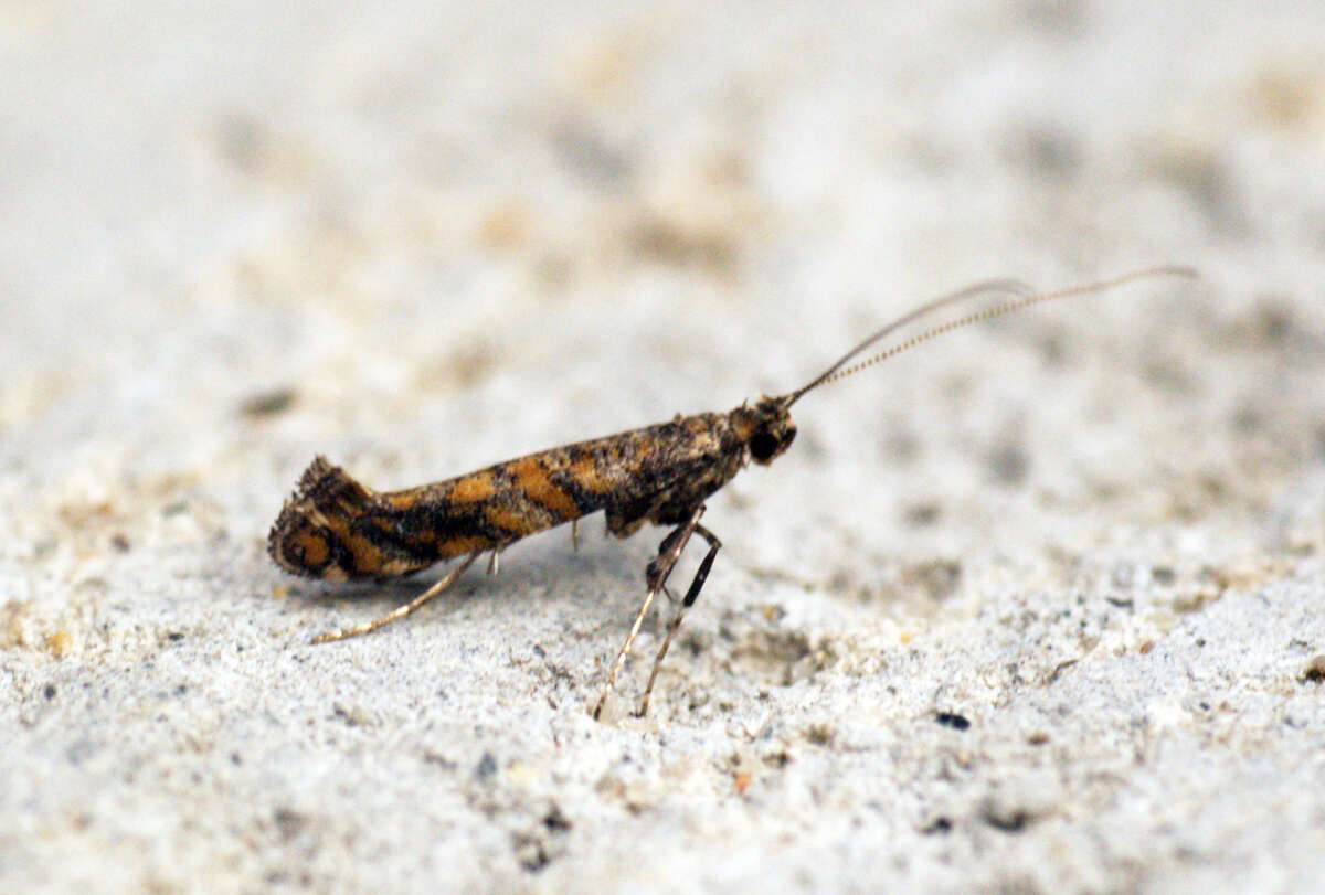 Image of privet leaf miner