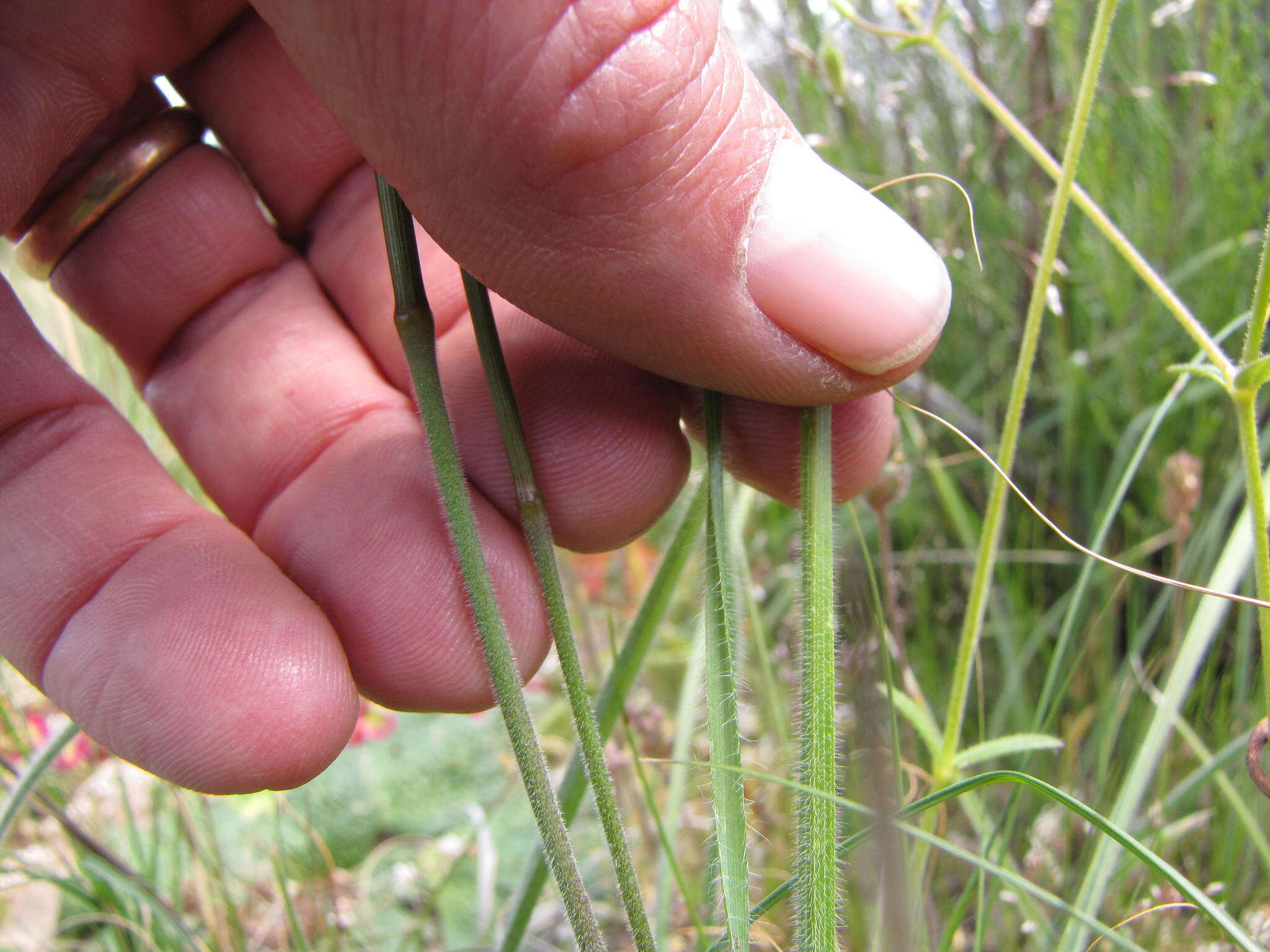 Image of Peacock moraea