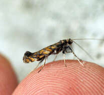 Image of privet leaf miner