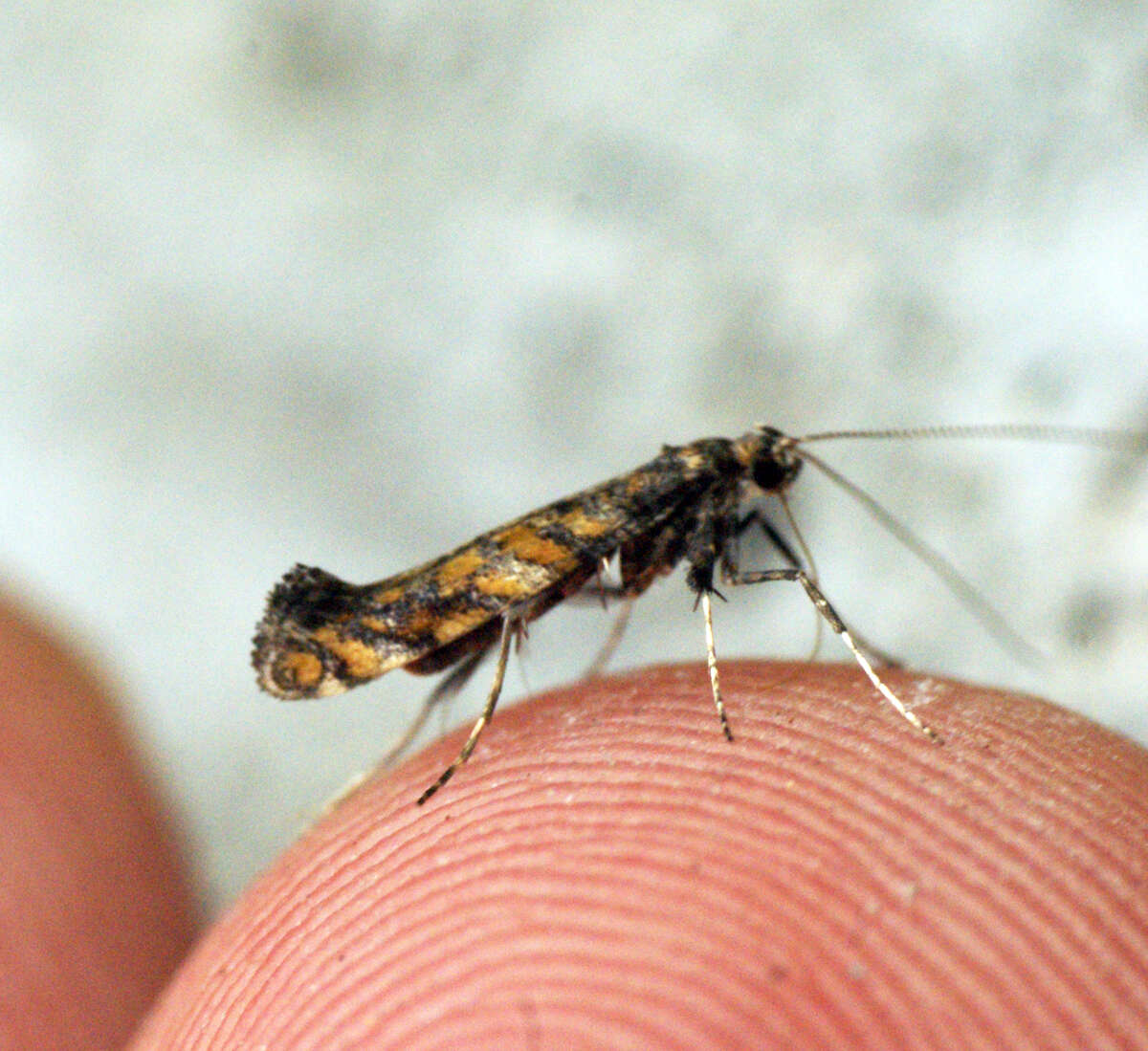 Image of privet leaf miner